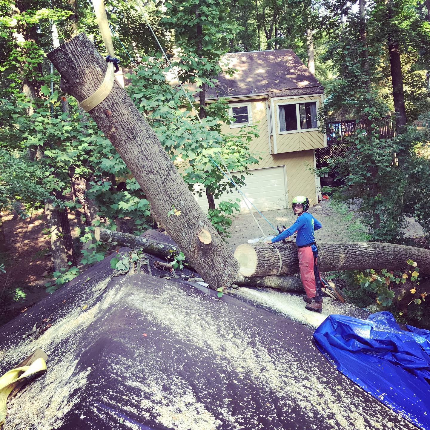 ATL Arborist