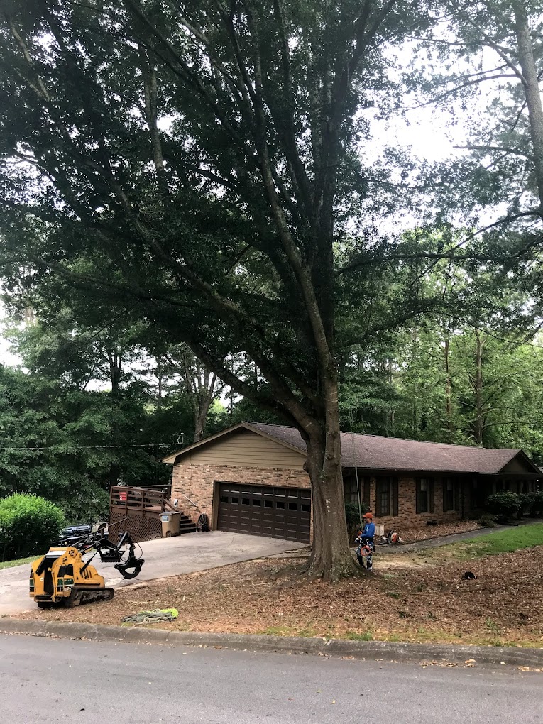 home trees